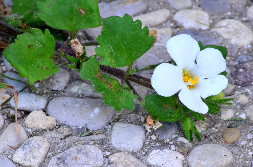 Chaenostoma cordatum (Lamiales - Scrophulariaceae)